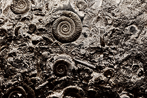 Seashell fossils